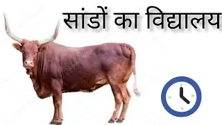 सांडों का खुलेगा विश्वविद्यालय , चौक पर सांडों का बवाल।