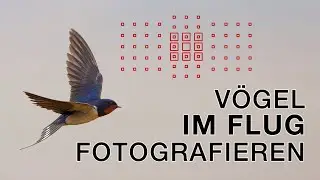 Photographing small birds in flight (and more) - Bird photography in the Albufera Valencia (Spain)