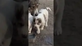 #Большие