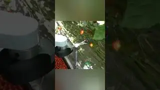 Новые технологии: автономный робот-сборщик пальцами соберет каждый плод
