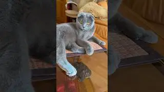 Хорошего дня! #shorts #cat #kitten