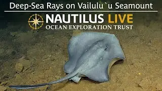 Deep-Sea Rays on Vailulu’u Seamount | Nautilus Live