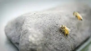 Out Like Lambs | Little Planet (Official Video)