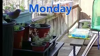 Monday's bird