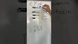 Nükleotitler üzerine bir kaç hatırlatma 🧬
