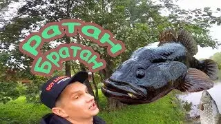 Рыбалка Ратан Братан Карась