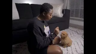 Training my toy poodle basic commands |Belle
