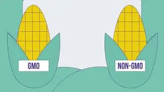 GMOs and Food Safety: A Guide for Health Educators