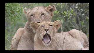 A SPECTACULAR SAFARI