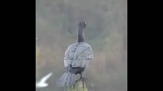 This Cormorant tried to eat a big Pike!                    