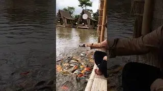 Kasih makan ikan nila koi mas di kolam #xyzbca #budidaya #ikan #shorts #fyp