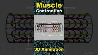 Demystifying Muscle Contraction: How Your Body Moves