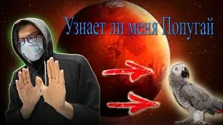 Узнает ли меня Попугай Жако?! Как попугаи узнают людей? #попугай #попуга #жако #птицы