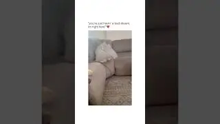 🐶 cutest dogs in the world 