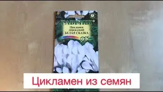 Цикламен из семян