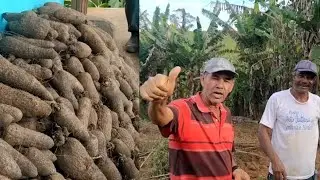 EM POUCA TERRA, UMA GRANDE QUANTIDADE DE INHAME!!