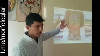 Jigar va o't yo'llari normal anatomiyasi