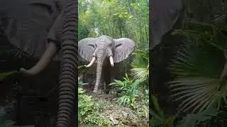 Jungle Cruise (part 3) #junglecruise #disneyworld #shorts
