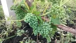 Винорад в стадии роста яод