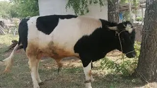 Сдал двух бычков