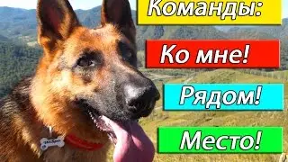 #Дрессировка: команды 