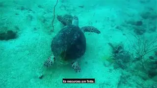 Ocean Literacy with English Subtitles