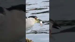 Socó-dorminhoco comendo um peixe 🙂 #birds #faunabrasileira #passaros