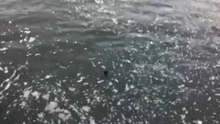 See the otter before he dives?!