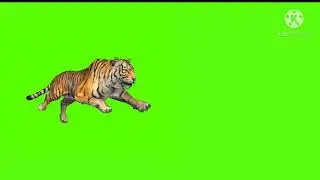 Lion running green screen / green screen effect