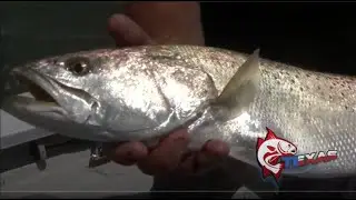 Port Mansfield Monster Trout