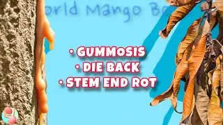 Lasiodiplodia Theobromea - Prevention & Cure || MANGO - Gummosis - Die Back - Stem End Rot ||