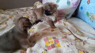 Что делать если к Вам пришли гости! Конечно играть!
