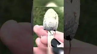 Get Outside 🔎🍄📸✨⛈️