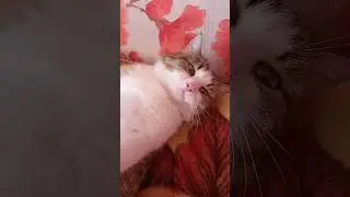 котик кошка