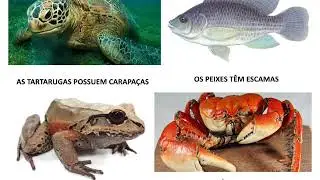 Os animais e suas diferenças