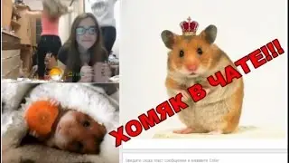 Hamster in Chatroulette!!! Chatroulette pranks!!!