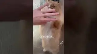 Lovely cat 🐈