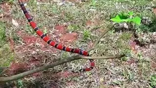 Capturando COBRA CORAL na isca de capturar jataí abelhas nativas Brasileiras.