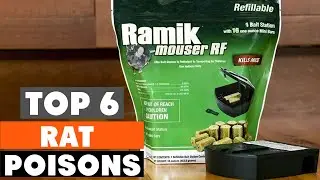 Top 6 Best Rat Poisons in 2024 | The Ultimate Countdown, Reviews & Best Picks!