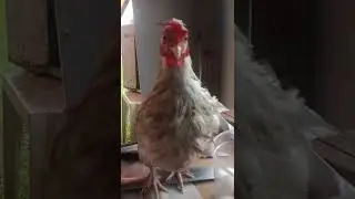 minha garnize Della toda molhada.