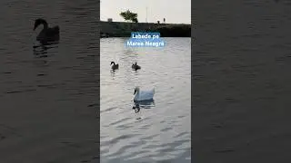 Lebede pe Marea Neagră