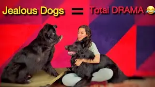 🔥 My Jealous German Shepherds Started a Whole DRAMA 😂🐾 | You Must See This!