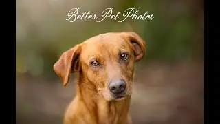 How to take better pictures of your dog - Dog photographer in Bramhall