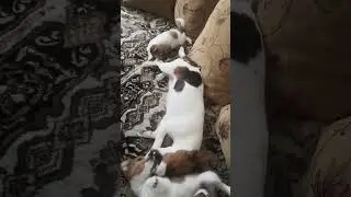 Джек рассел терьер Джеси