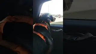 Нос по ветру #собака #приветиздома #счастье