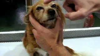 Focal Myasthenia Gravis in a dog - weak palpebral reflex