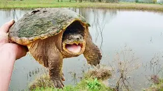 My New Pet Snapping Turtle!