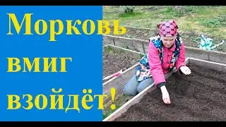 Посев моркови 
