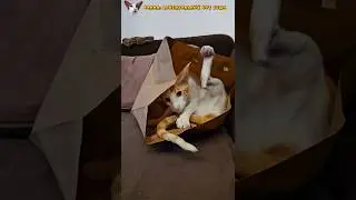 Самопроизвольная ноговая активность😸 #shorts #funny #comedy #cat