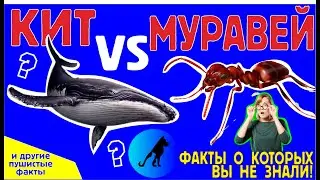 Пушистые факты